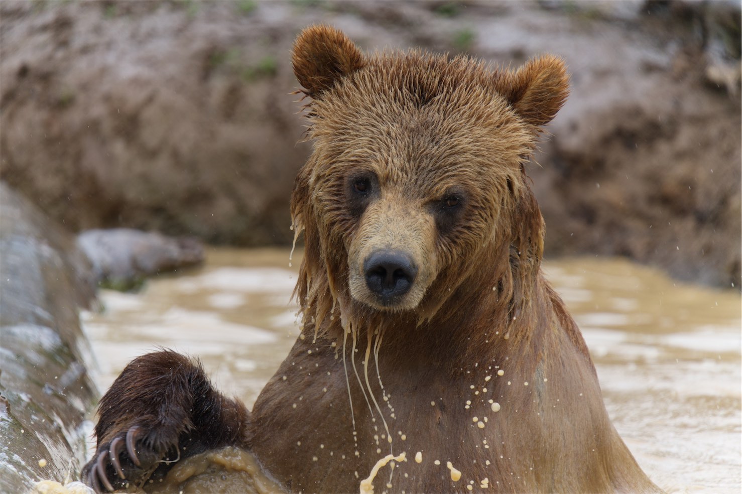 Bear wet 0506